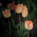 Darwinhybridtulpan ''Daydream'', solgula, väldoftande blommor som övergår i oran