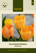 Darwinhybridtulpan ''Daydream'', solgula, väldoftande blommor som övergår i oran