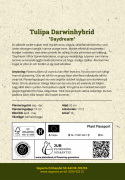 Darwinhybridtulpan ''Daydream'', solgula, väldoftande blommor som övergår i oran