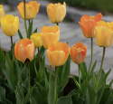 Darwinhybridtulpan ''Daydream'', solgula, väldoftande blommor som övergår i oran