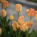 Darwinhybridtulpan ''Daydream'', solgula, väldoftande blommor som övergår i oran