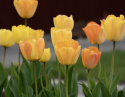 Darwinhybridtulpan ''Daydream'', solgula, väldoftande blommor som övergår i oran