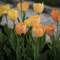 Darwinhybridtulpan ''Daydream'', solgula, väldoftande blommor som övergår i oran