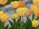 Darwinhybridtulpan ''Daydream'', solgula, väldoftande blommor som övergår i oran