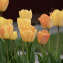 Darwinhybridtulpan ''Daydream'', solgula, väldoftande blommor som övergår i oran