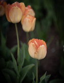 Darwinhybridtulpan ''Daydream'', solgula, väldoftande blommor som övergår i oran