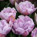 Tulpan 'Katinka' 7 st, En ljuvlig, helfylld tulpan med stora blommor i svala toner av syrenlila och gammalrosa.