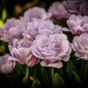 Tulpan 'Katinka' 7 st, En ljuvlig, helfylld tulpan med stora blommor i svala toner av syrenlila och gammalrosa.