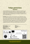 Tulpan 'Katinka' 7 st, En ljuvlig, helfylld tulpan med stora blommor i svala toner av syrenlila och gammalrosa.