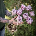 Tulpan 'Katinka' 7 st, En ljuvlig, helfylld tulpan med stora blommor i svala toner av syrenlila och gammalrosa.