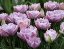 Tulpan 'Katinka' 7 st, En ljuvlig, helfylld tulpan med stora blommor i svala toner av syrenlila och gammalrosa.