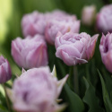 Tulpan 'Katinka' 7 st, En ljuvlig, helfylld tulpan med stora blommor i svala toner av syrenlila och gammalrosa.