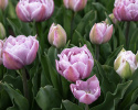 Tulpan 'Katinka' 7 st, En ljuvlig, helfylld tulpan med stora blommor i svala toner av syrenlila och gammalrosa.