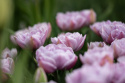 Tulpan 'Katinka' 7 st, En ljuvlig, helfylld tulpan med stora blommor i svala toner av syrenlila och gammalrosa.