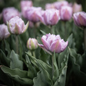 Tulpan 'Katinka' 7 st, En ljuvlig, helfylld tulpan med stora blommor i svala toner av syrenlila och gammalrosa.
