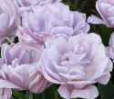 Tulpan 'Katinka' 7 st, En ljuvlig, helfylld tulpan med stora blommor i svala toner av syrenlila och gammalrosa.