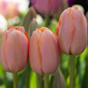 Tulpan 'Menton' 10 st, stora, enkla blommor med förtrollande skiftningar av pastellrosa nyanser med mjukt laxfärgade kanter.