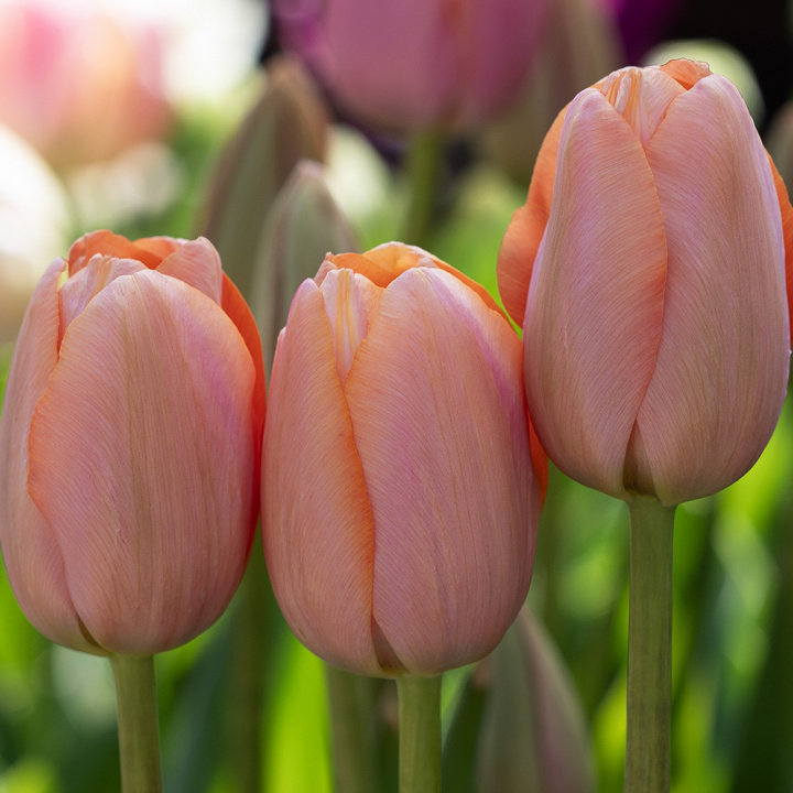 Tulpan 'Menton' 10 st, stora, enkla blommor med förtrollande skiftningar av pastellrosa nyanser med mjukt laxfärgade kanter.