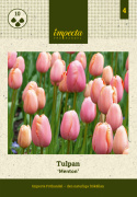 Tulpan 'Menton' 10 st, stora, enkla blommor med förtrollande skiftningar av pastellrosa nyanser med mjukt laxfärgade kanter.