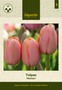 Tulpan 'Menton' 10 st, stora, enkla blommor med förtrollande skiftningar av pastellrosa nyanser med mjukt laxfärgade kanter.