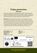 Tulpan 'Menton' 10 st, stora, enkla blommor med förtrollande skiftningar av pastellrosa nyanser med mjukt laxfärgade kanter.