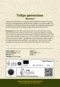 Tulpan 'Menton' 10 st, stora, enkla blommor med förtrollande skiftningar av pastellrosa nyanser med mjukt laxfärgade kanter.