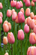 Tulpan 'Menton' 10 st, stora, enkla blommor med förtrollande skiftningar av pastellrosa nyanser med mjukt laxfärgade kanter.