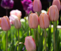 Tulpan 'Menton' 10 st, stora, enkla blommor med förtrollande skiftningar av pastellrosa nyanser med mjukt laxfärgade kanter.