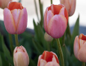 Tulpan 'Menton' 10 st, stora, enkla blommor med förtrollande skiftningar av pastellrosa nyanser med mjukt laxfärgade kanter.