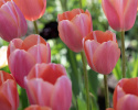 Tulpan 'Menton' 10 st, stora, enkla blommor med förtrollande skiftningar av pastellrosa nyanser med mjukt laxfärgade kanter.