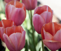 Tulpan 'Menton' 10 st, stora, enkla blommor med förtrollande skiftningar av pastellrosa nyanser med mjukt laxfärgade kanter.