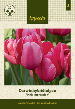 Darwinhybridtulpan 'Pink Impression' 10 st