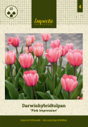 Darwinhybridtulpan ´Pink Impression´,Stora, djupt rosa blommor har en vacker sat
