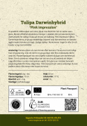 Darwinhybridtulpan ´Pink Impression´,Stora, djupt rosa blommor har en vacker sat