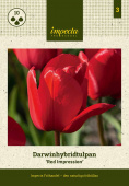 Darwinhybridtulpan 'Red Impression' 10 st