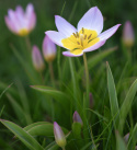 Syrentulpan ´Lilac Wonder´mjukt lila blommor mot en solgul mitt