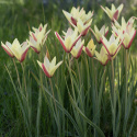 Italiensk Tulpan ''Cynthia'', djupt röda blommor med gul kant.