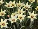 Italiensk Tulpan ''Cynthia'', djupt röda blommor med gul kant.