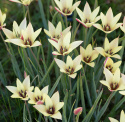 Italiensk Tulpan ''Cynthia'', djupt röda blommor med gul kant.