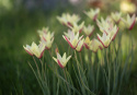 Italiensk Tulpan ''Cynthia'', djupt röda blommor med gul kant.
