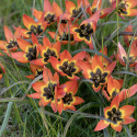 Miniatyrtulpan ''Little Princess'', liten orange tulpan med brun till svart mitt