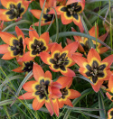 Miniatyrtulpan ''Little Princess'', liten orange tulpan med brun till svart mitt