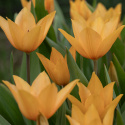 Anemontulpan ''Shogun'', Skimrande orange blommor på varje stjälk.