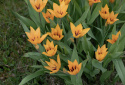 Anemontulpan ''Shogun'', Skimrande orange blommor på varje stjälk.