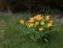 Anemontulpan ''Shogun'', Skimrande orange blommor på varje stjälk.