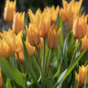 Anemontulpan ''Shogun'', Skimrande orange blommor på varje stjälk.