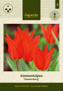 Anemontulpan  'Zwanenburg' 10 st, Lysande, varmt röda blommor, flera stycken på varje stjälk. 
