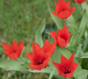 Anemontulpan  'Zwanenburg' 10 st, Lysande, varmt röda blommor, flera stycken på varje stjälk. 