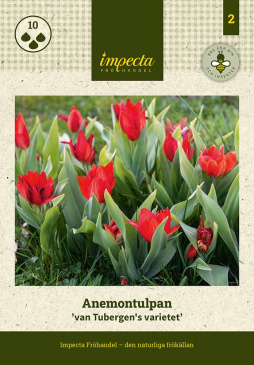 Anemontulpan 'van Tubergen's varietet' 10 st
