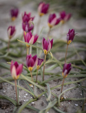 Violtulpan ''Persion Pearl'', lilaröda, stjärnformade blommor med smörgul mitt.